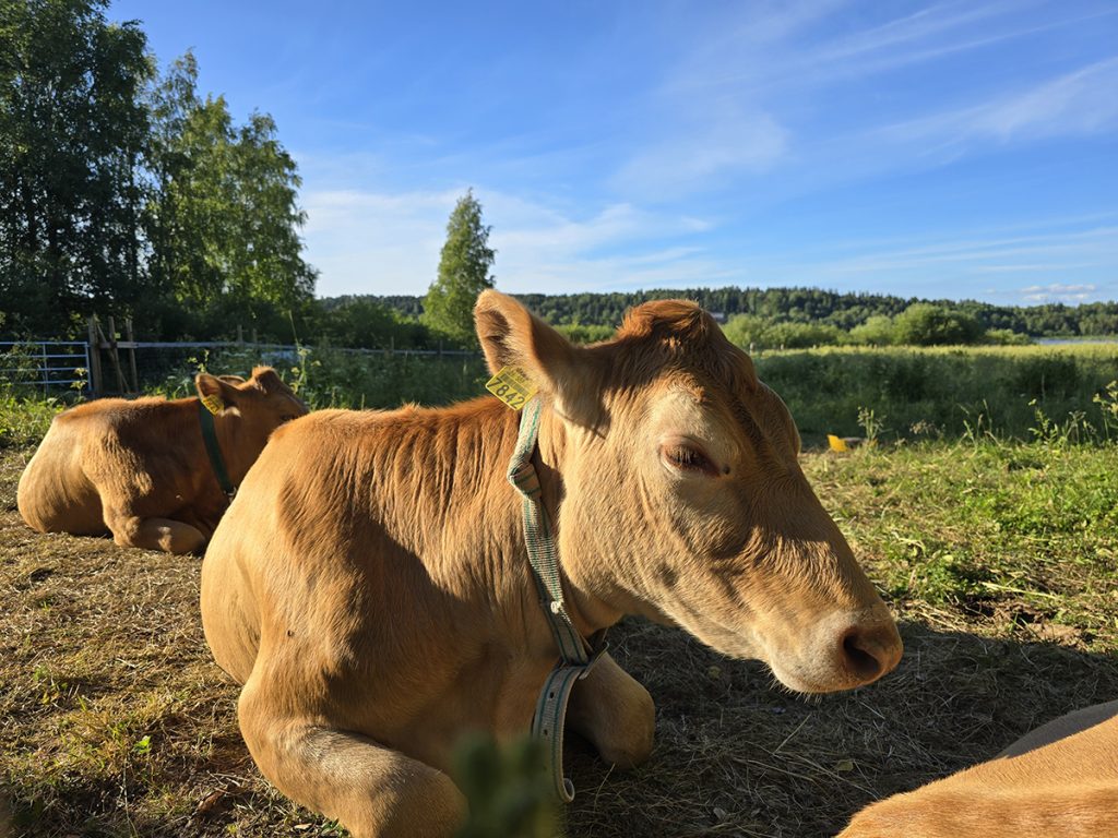 Kaksi punaruskeaa lehmää makaa niityllä ilta-auringossa.